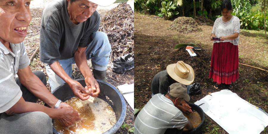 Manuel y Jose María preparan un caldo de levadura y de panela para elaborar bocashi, un tipo de abono orgánico, mientras que doña Sofía, líder comunitaria Q’eqchi documenta el proceso.