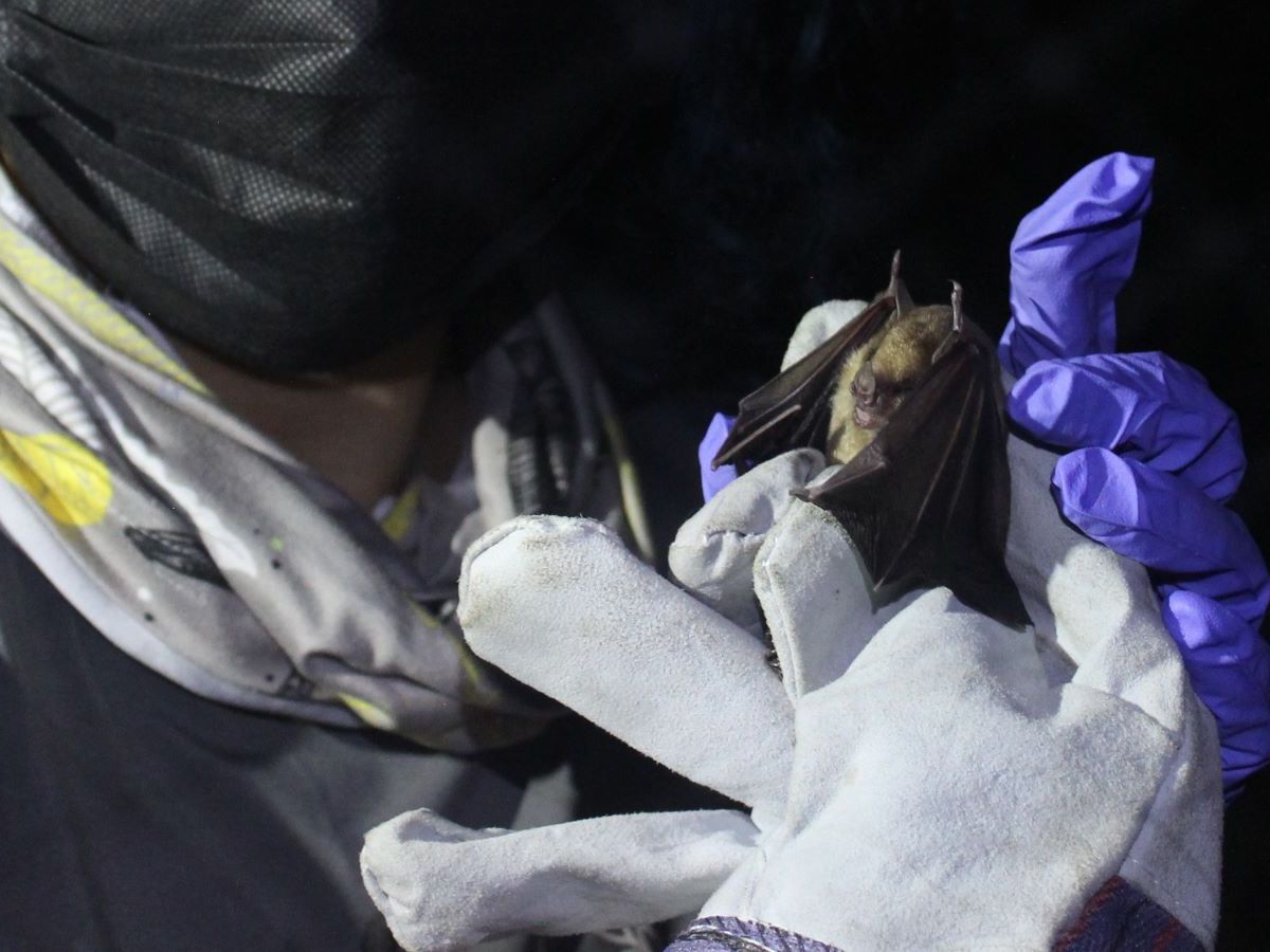 Murciélagos a la vanguardia del desarrollo sostenible en el altiplano